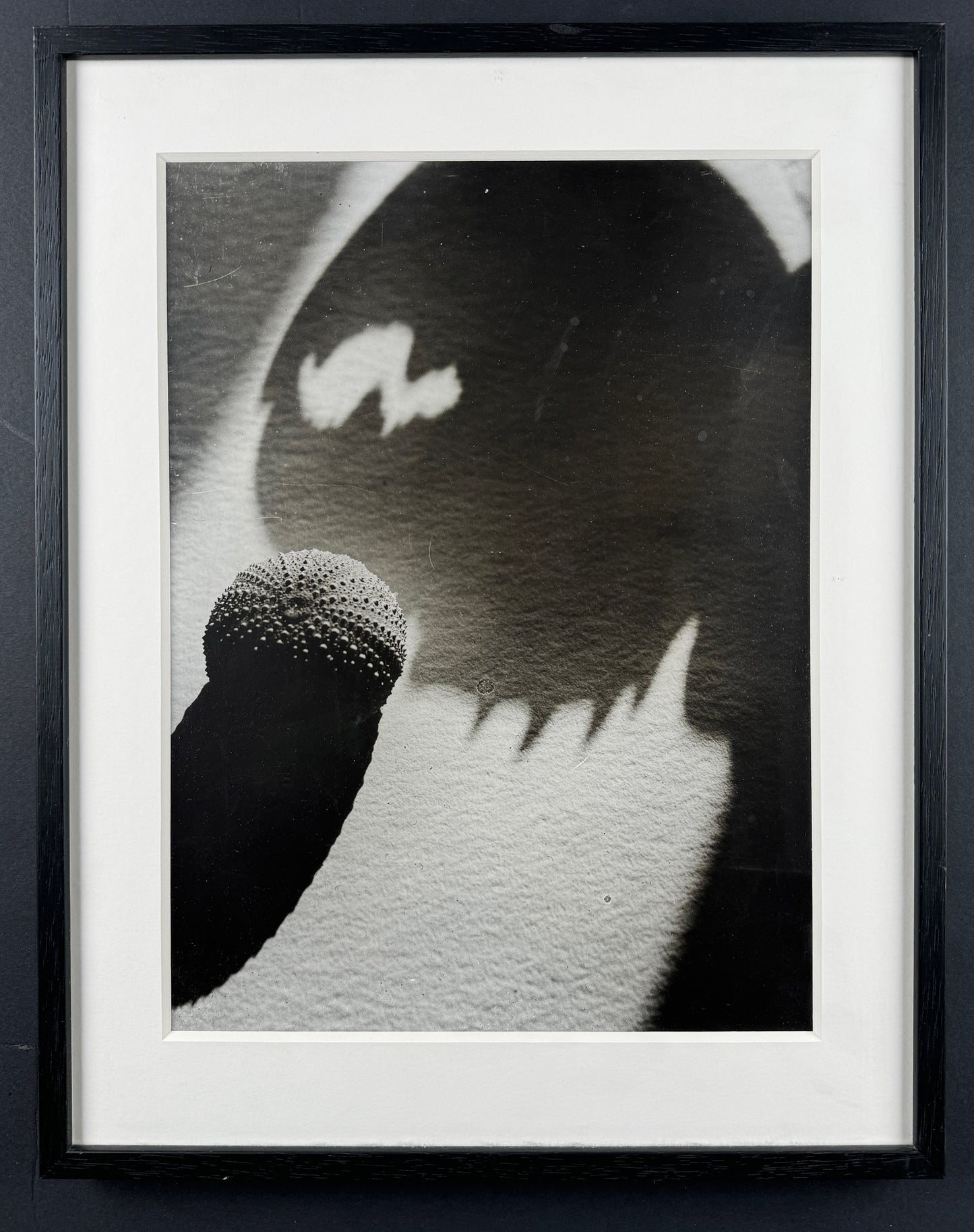 Lotte GERSON-COLLEIN (1905-1995) s/w Fotografie "Seeigel und Schatten einer Krebsschere" (1928)