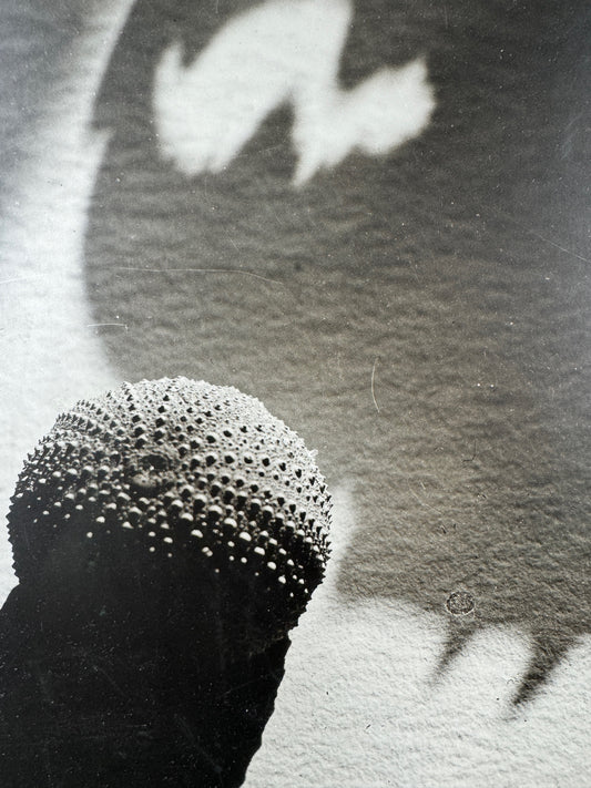 Lotte GERSON-COLLEIN (1905-1995) s/w Fotografie "Seeigel und Schatten einer Krebsschere" (1928)