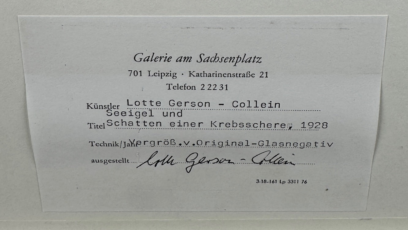 Lotte GERSON-COLLEIN (1905-1995) s/w Fotografie "Seeigel und Schatten einer Krebsschere" (1928)